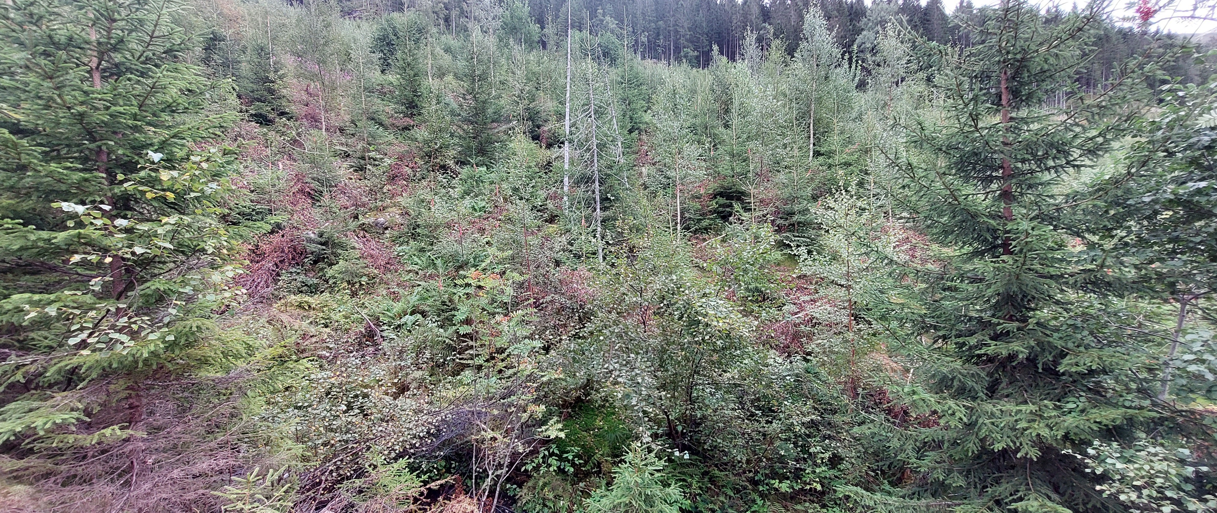 ETTER tiltaket: Framtidstrea er valt ut og dei neraste konkurrentane er lagd i bakka. Foto: Bastian Hoffmann / SFVL.