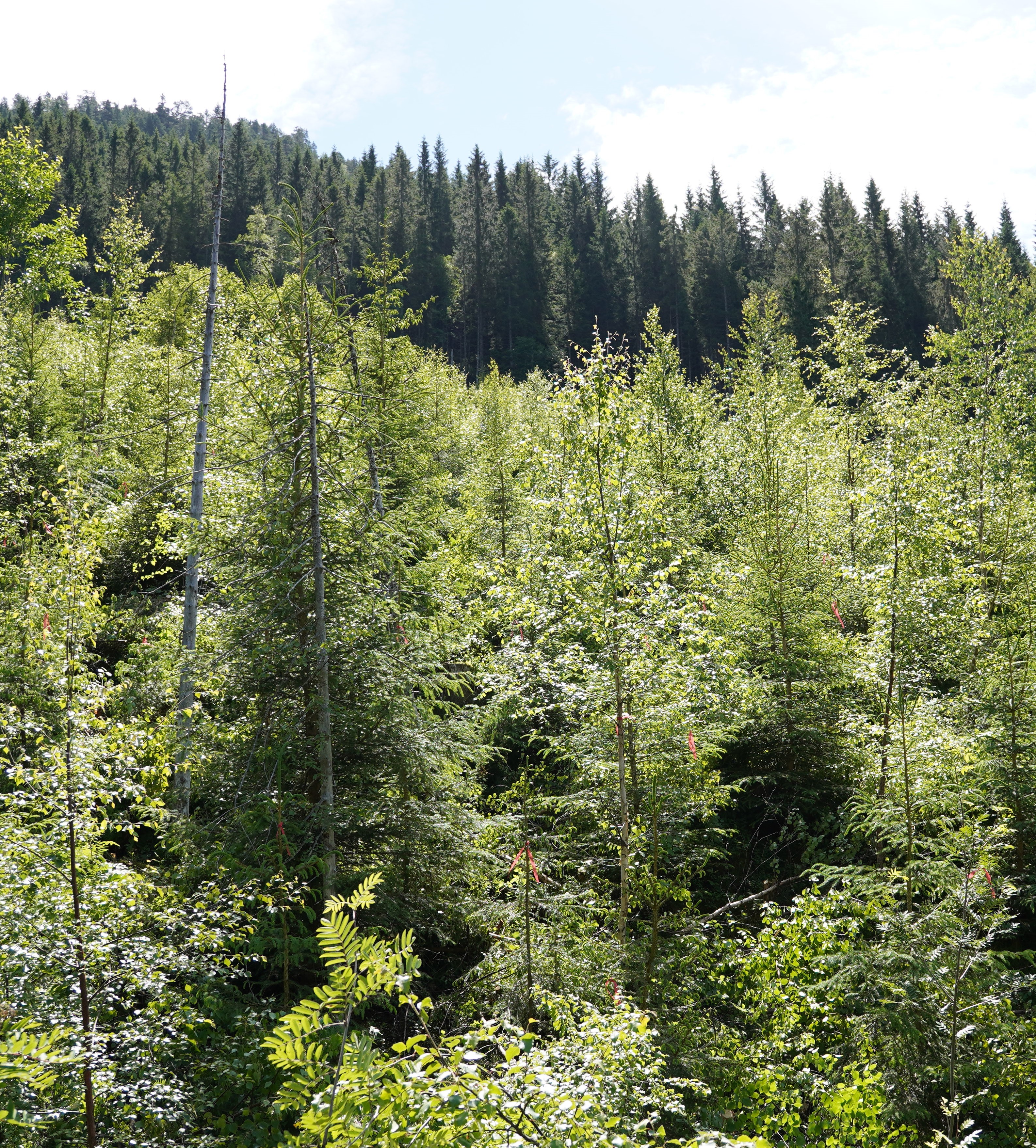 Ustelt gran- og lauvskog på Voss, juni 2024